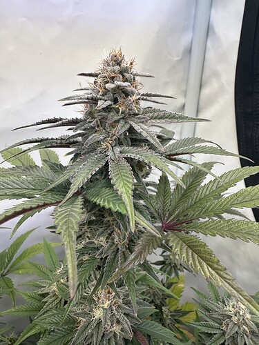 Growreport Bild 4