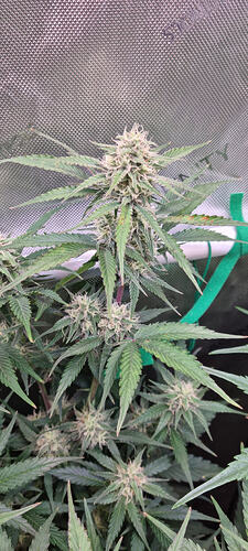 Growreport Bild 35