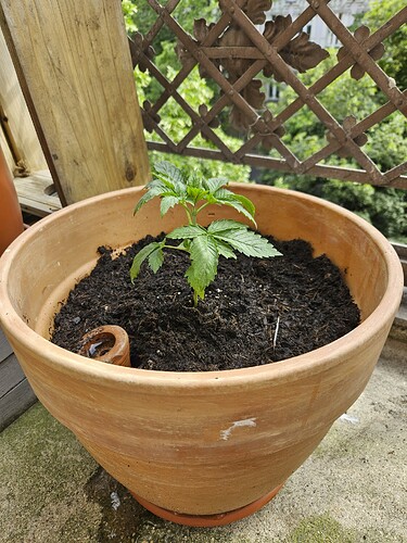 Animal Cookies No. 3