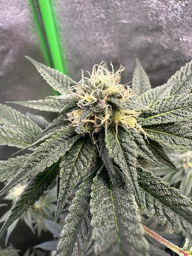 Growreport Bild 15