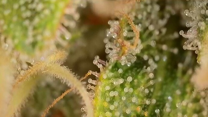 Growreport Bild 44