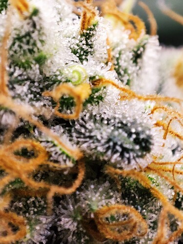 Growreport Bild 17
