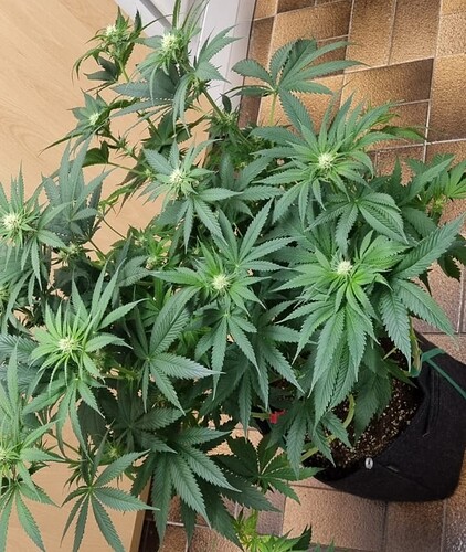 Growreport Bild 15