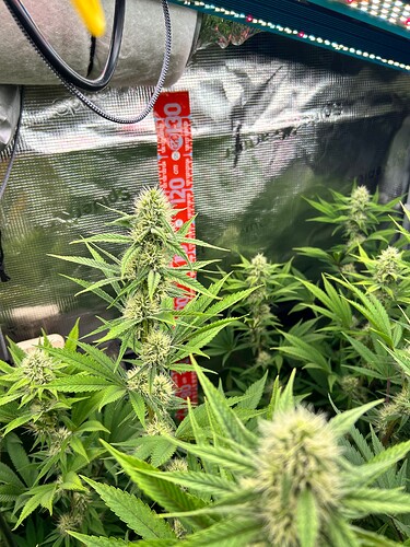 Growreport Bild 6