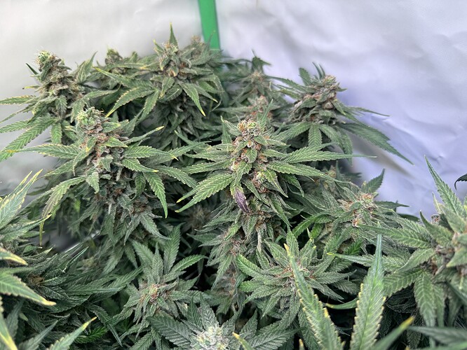 Growreport Bild 30
