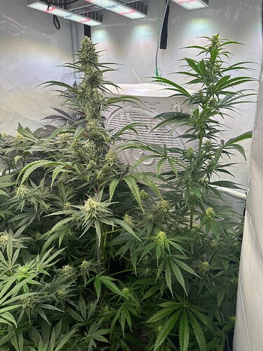 Growreport Bild 5