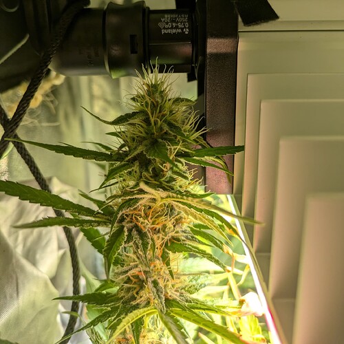 Growreport Bild 50