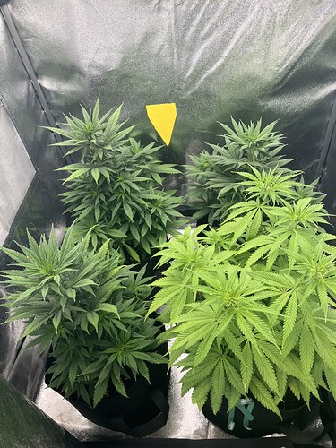 Growreport Bild 9