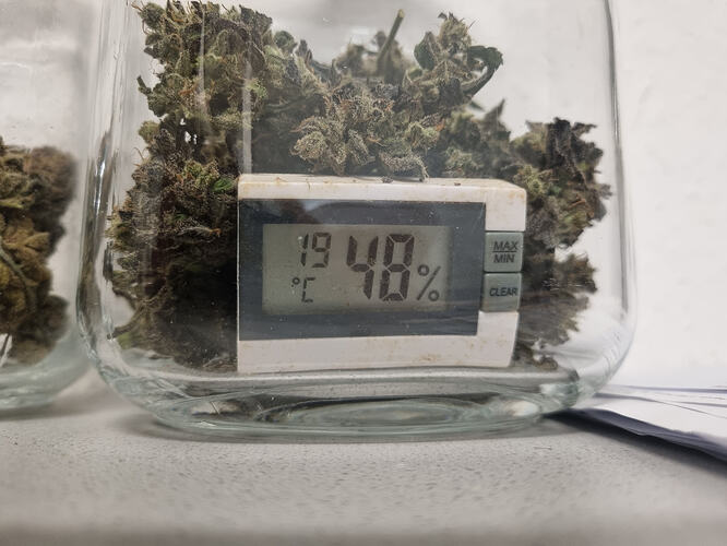 Ein Glas mit getrockneten Cannabis-Buds und einem Hygrometer, das 19 Grad Celsius und 48% Luftfeuchtigkeit anzeigt.