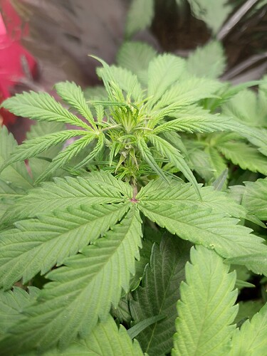 IMG_20240518_222557_PORTRAIT