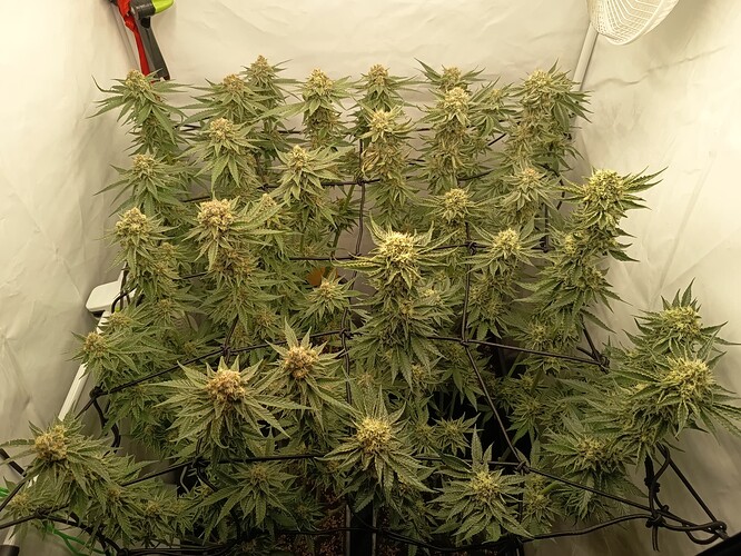 Growreport Bild 11