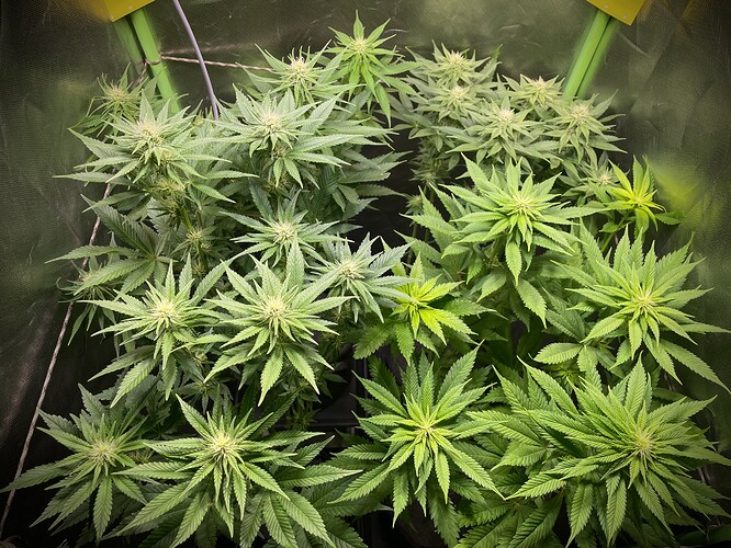 Growreport Bild 14