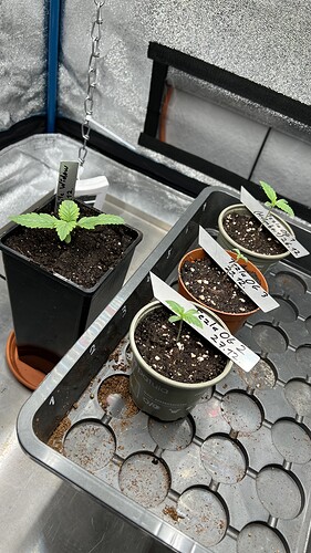 Growreport Bild 4
