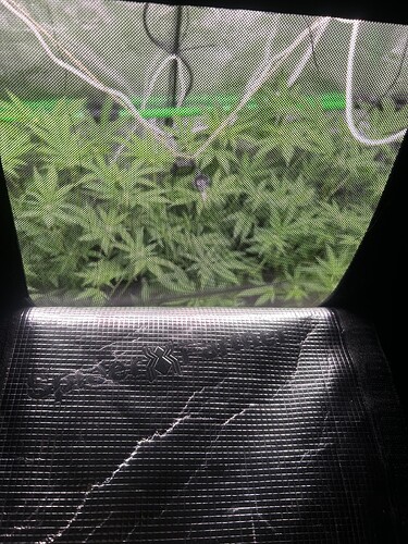 Growreport Bild 42