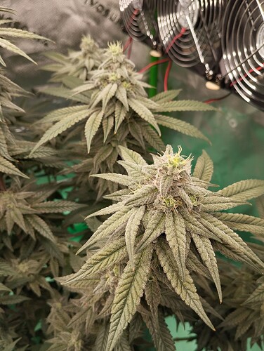 Growreport Bild 9