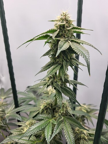 Growreport Bild 3