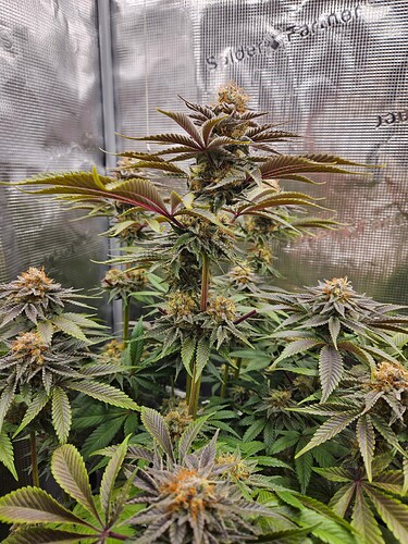 Growreport Bild 21