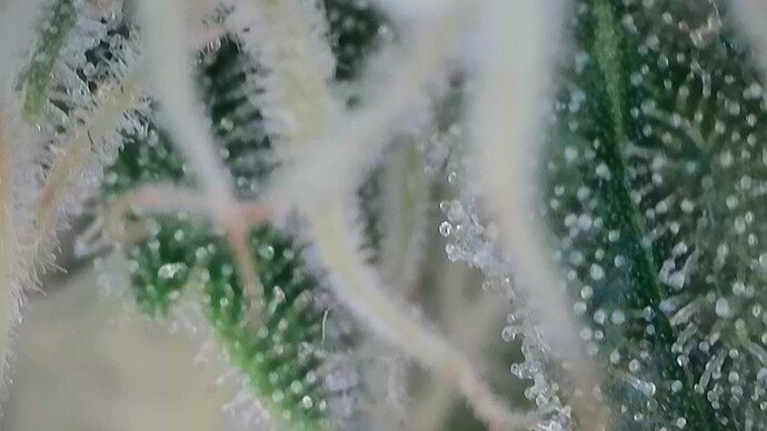 Growreport Bild 28