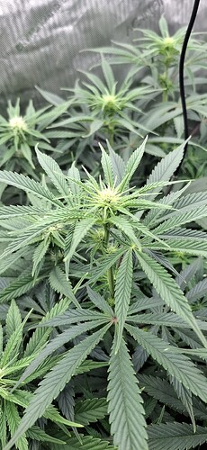 Growreport Bild 3
