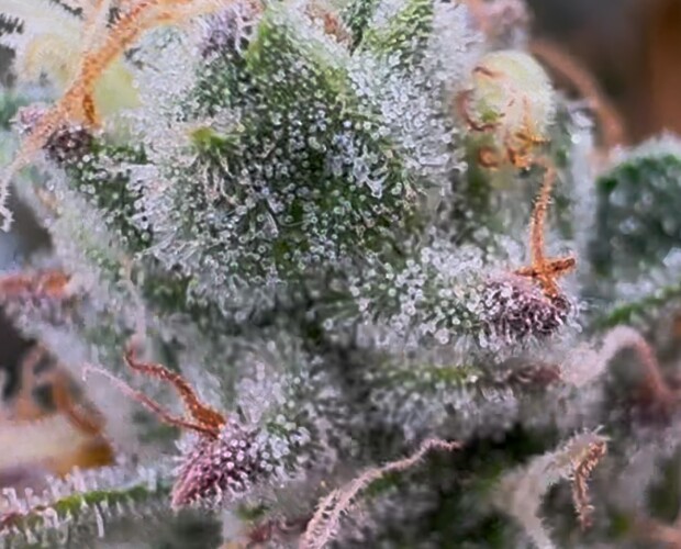 Growreport Bild 24