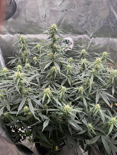 Growreport Bild 22