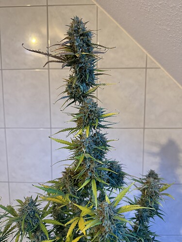 Growreport Bild 37