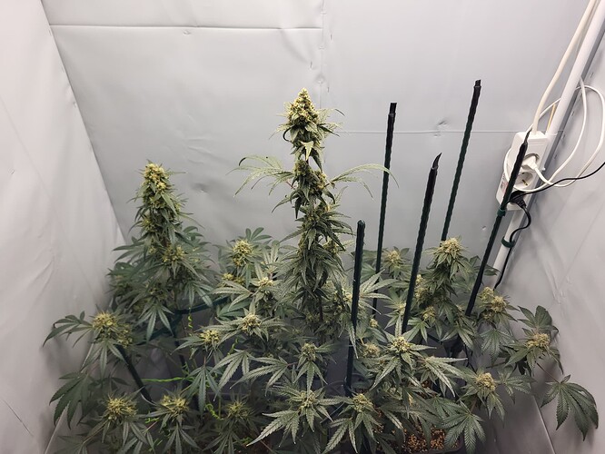 Growreport Bild 5