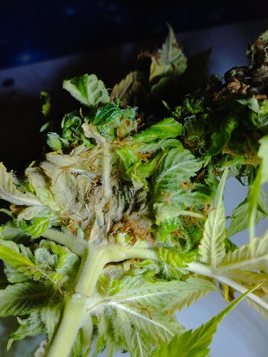 Growreport Bild 24