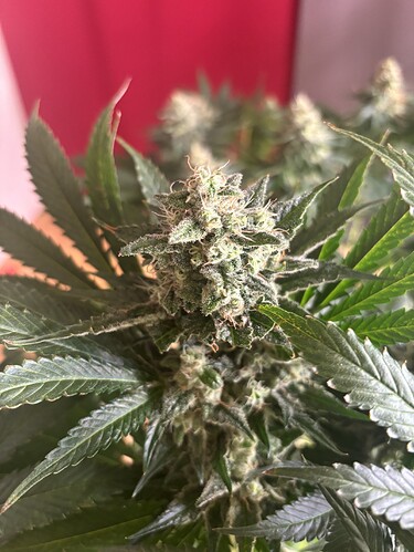 Growreport Bild 3