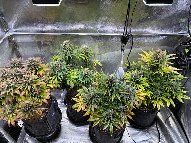 Growreport Bild 1
