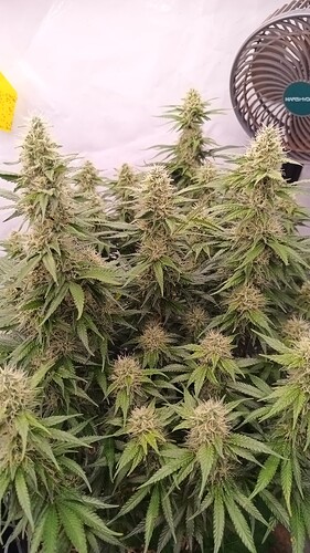 Growreport Bild 12