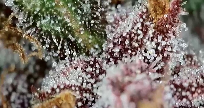 Growreport Bild 5