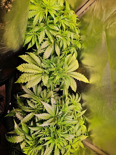 Growreport Bild 17