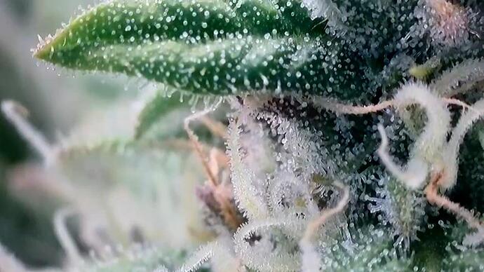 Growreport Bild 19