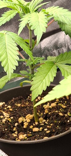 Growreport Bild 3