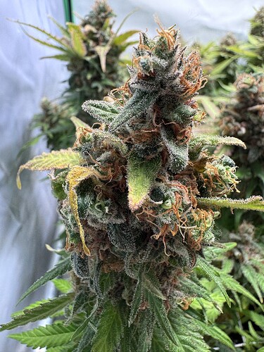 Growreport Bild 46