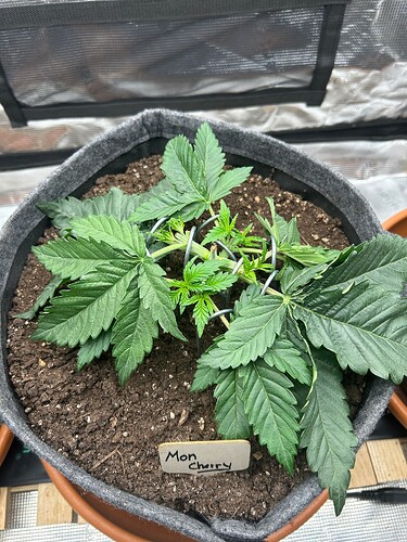 Growreport Bild 3