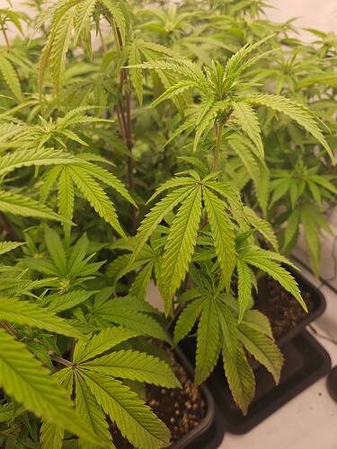 Growreport Bild 9