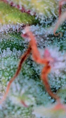 Growreport Bild 4