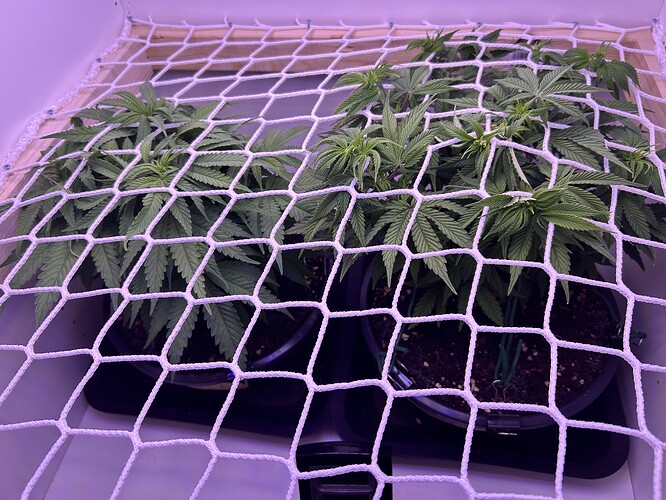 Zwei Cannabis-Pflanzen in Töpfen unter einem weißen Scrog-Netz in einer Growbox.