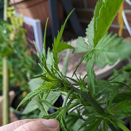 PXL_20240616_173816201