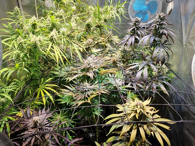 Mehrere Cannabis-Pflanzen in der Blütephase, einige mit dunklen, violetten Blättern und andere mit hellgrünen Blättern, bedeckt von einem Netz.