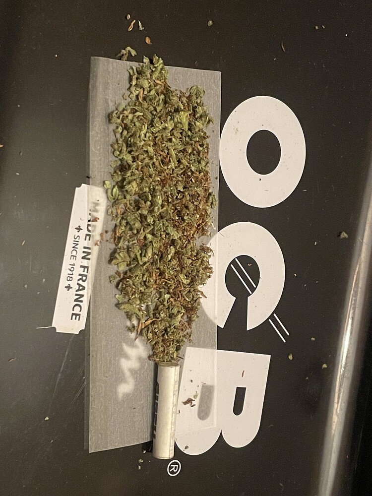 Erster Indoor Grow Mimosa u. Royal Runtz 100x100x200 organisch