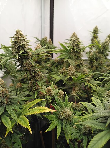Growreport Bild 11