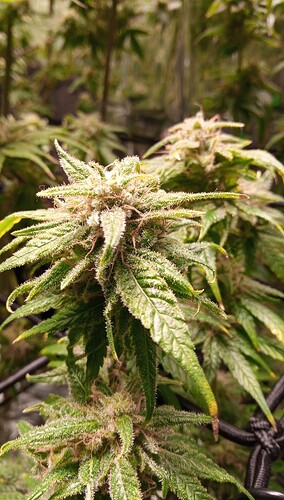 Screenshot_20250330_182614