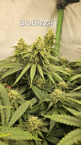 Growreport Bild 3
