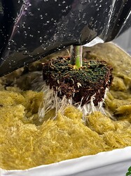 Growreport Bild 35