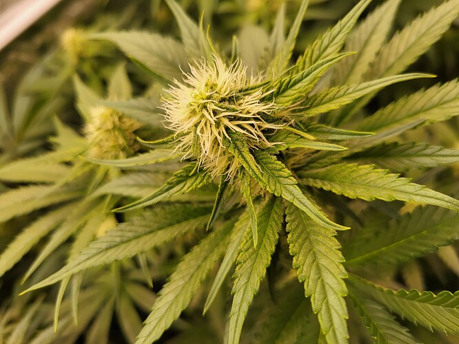 Growreport Bild 4