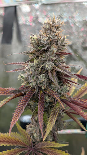 Growreport Bild 4