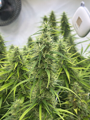 Growreport Bild 3